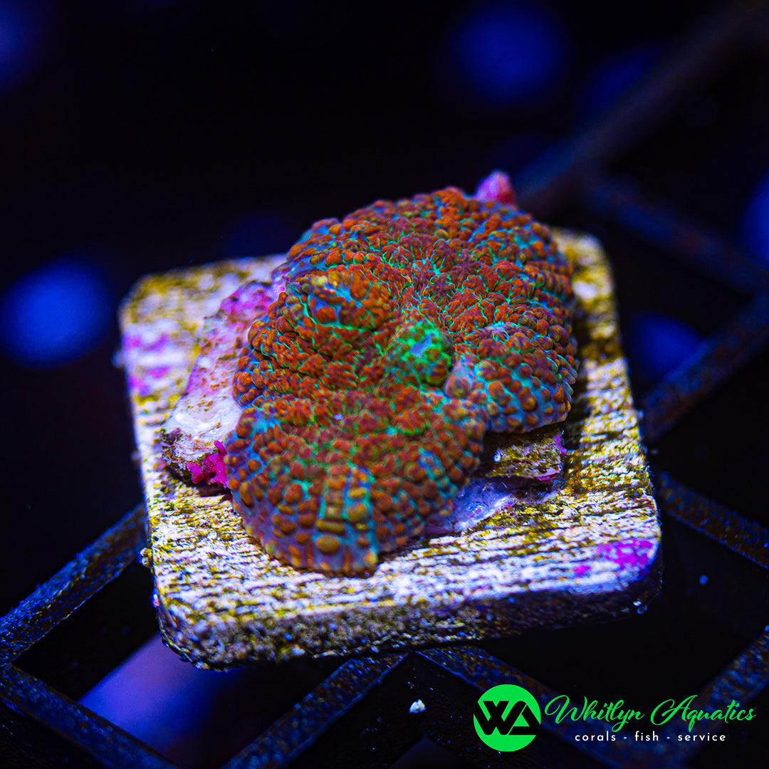 B46 - WA Ocean Flame Rhodactis Mushroom  - WYSIWYG