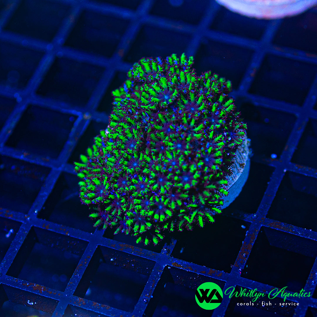 D47 - WA Green Sympodium - WYSIWYG