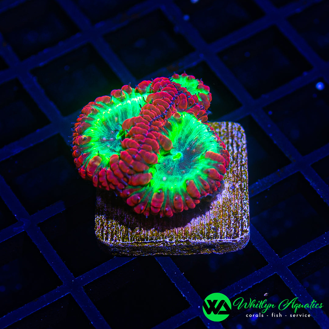 D46 - WA Poison Apple Blasto - WYSIWYG