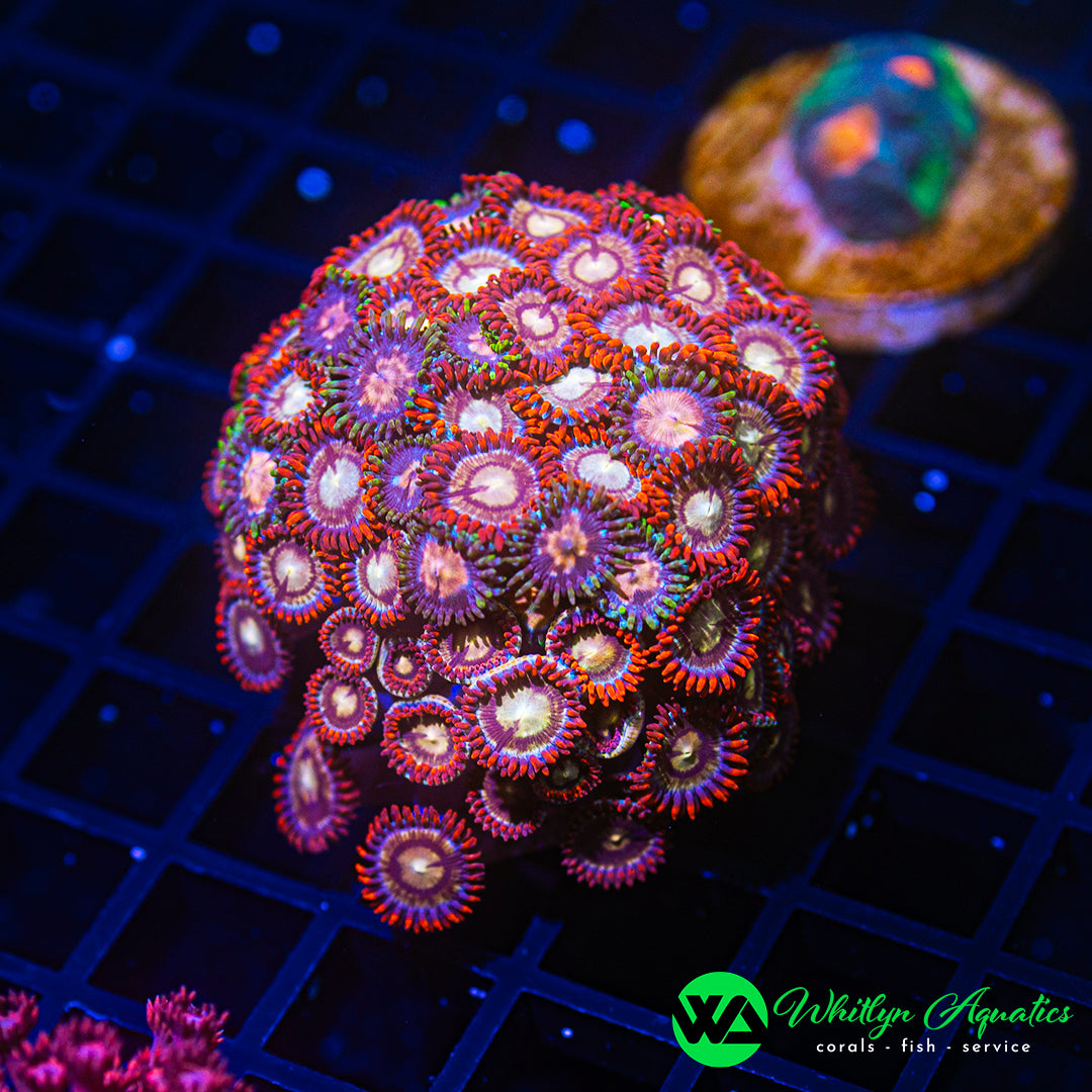 A46 - WA XL Zoa Combo - WYSIWYG