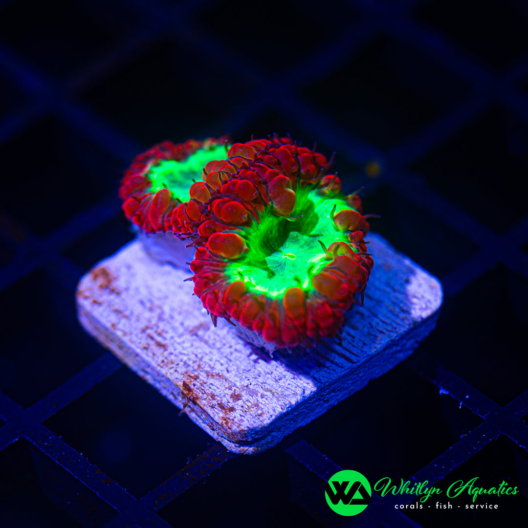 B46 - WA Poison Apple Blasto  - WYSIWYG