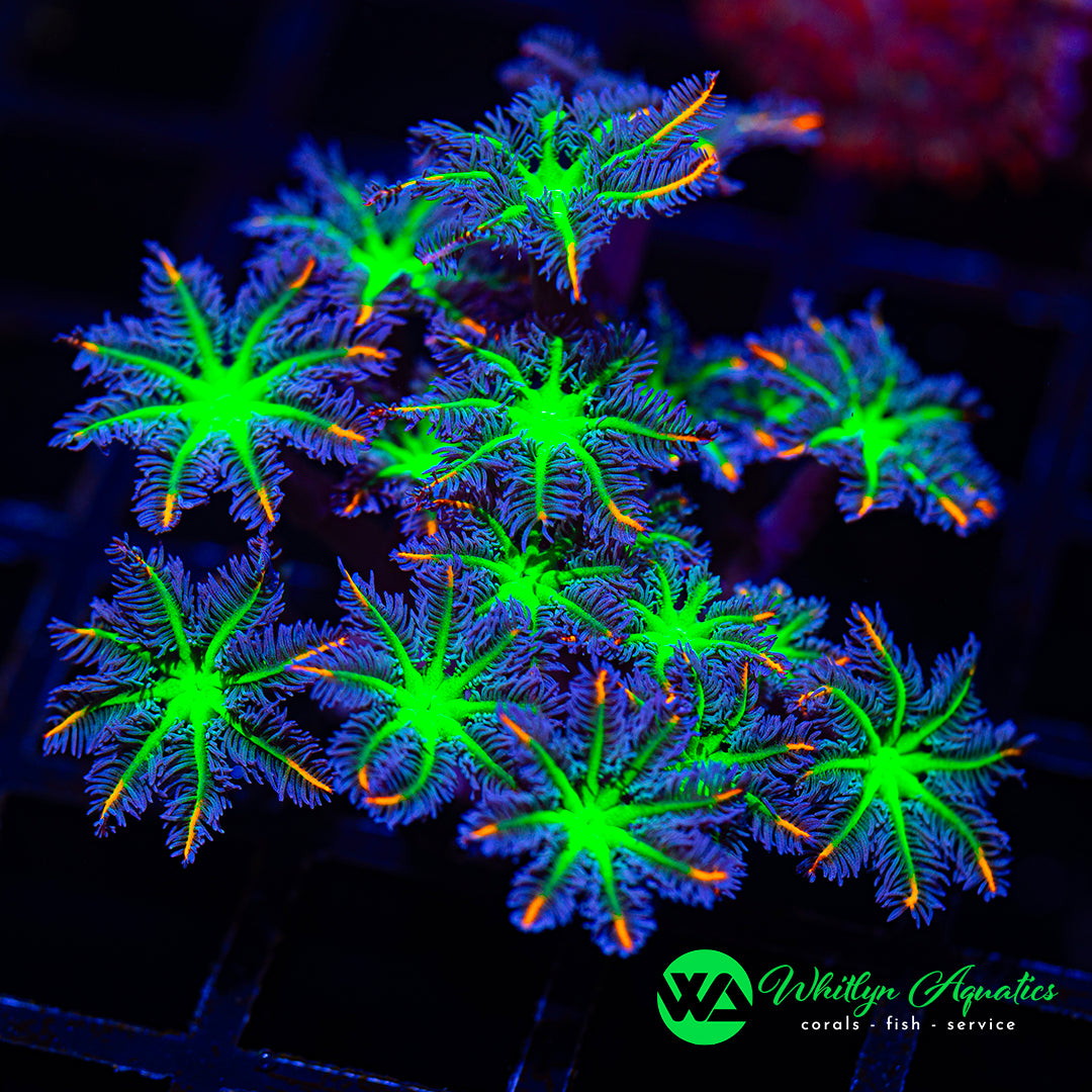 D46 - WA Neon Clove Polyps Mini Colony - WYSIWYG