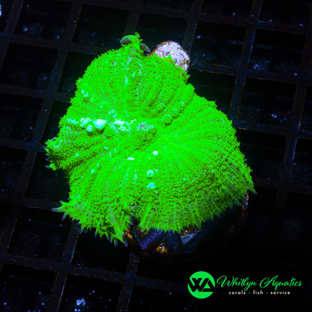 D46 -WA Kryptonite Bounce Rhodactis - WYSIWYG