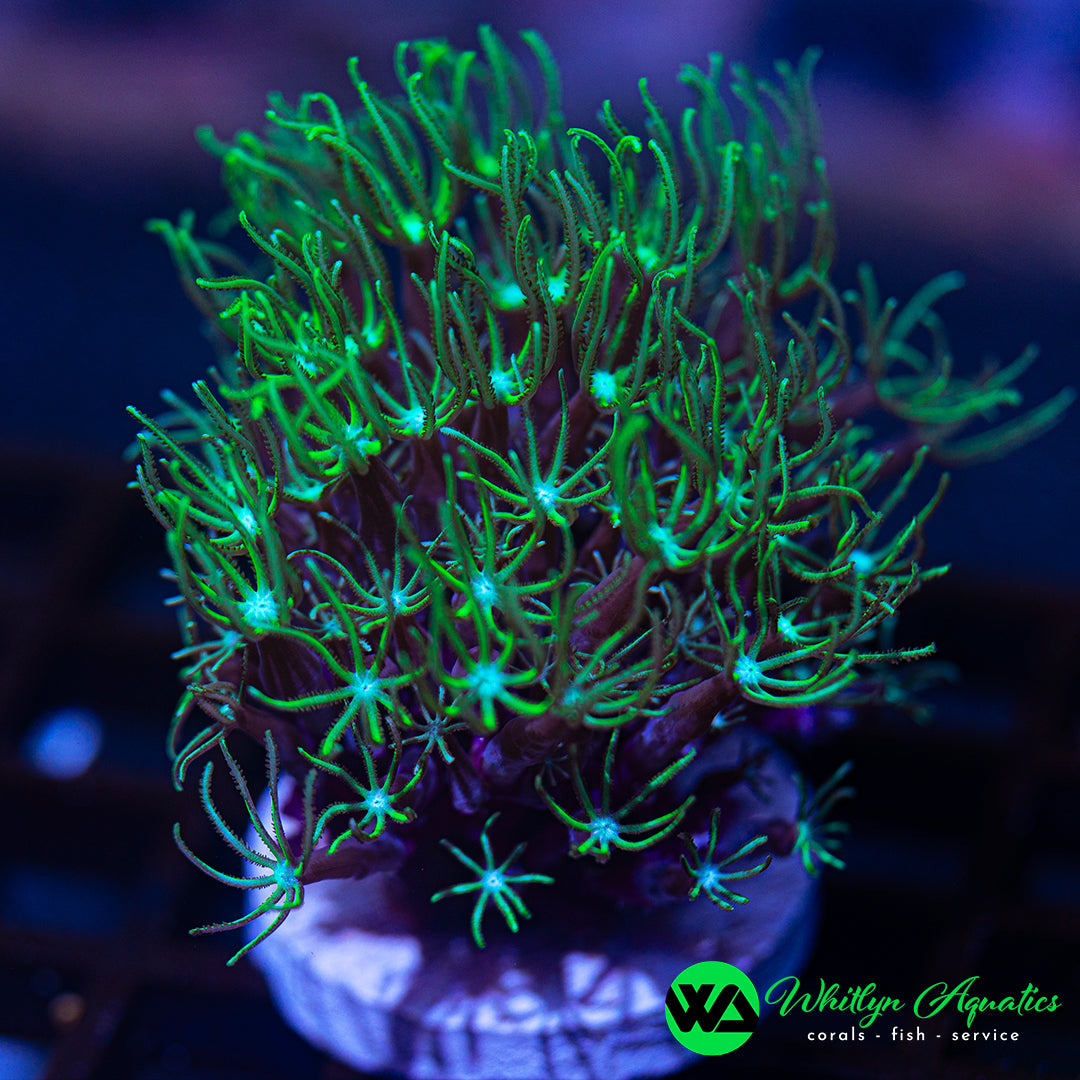 B47 - WA Green Star Pipe Organ - WYSIWYG