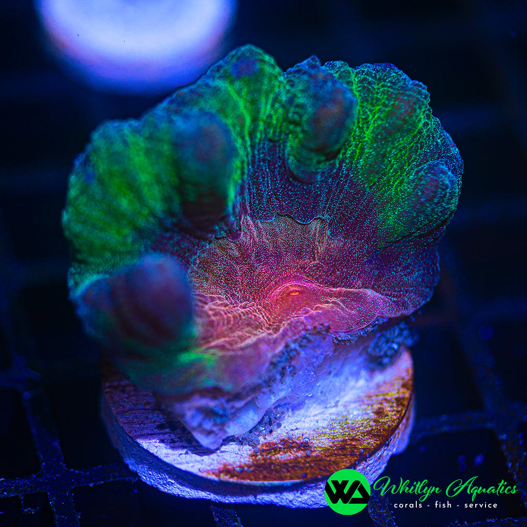 B47 - WA Rainbow Pectinia - WYSIWYG