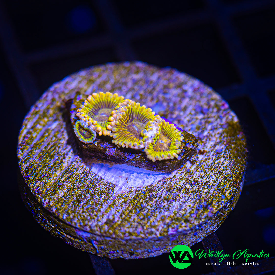D47 - [NEW RELEASE!] WA Sunflower Zoanthid - WYSIWYG