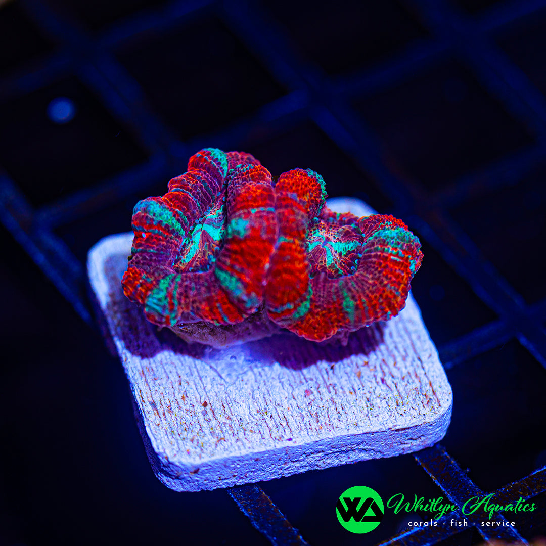 D47 - WA ICEE Asian Acan - WYSIWYG