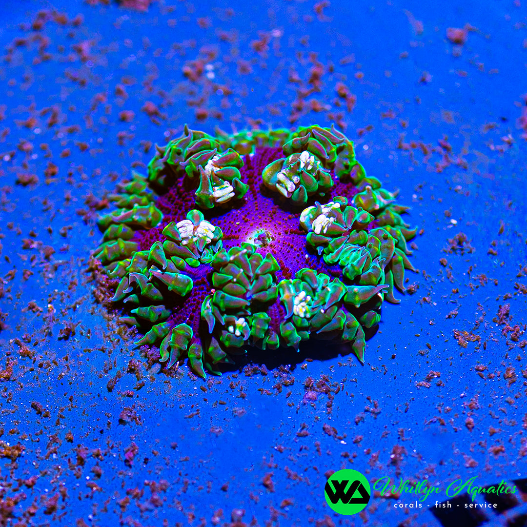 D47 - Rock Flower Anemone - WYSIWYG