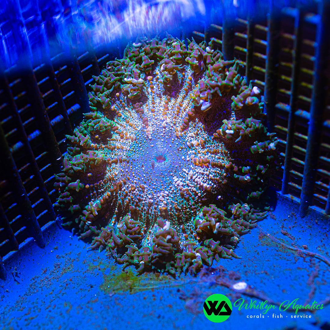 B48 - Rock Flower Anemone - WYSIWYG