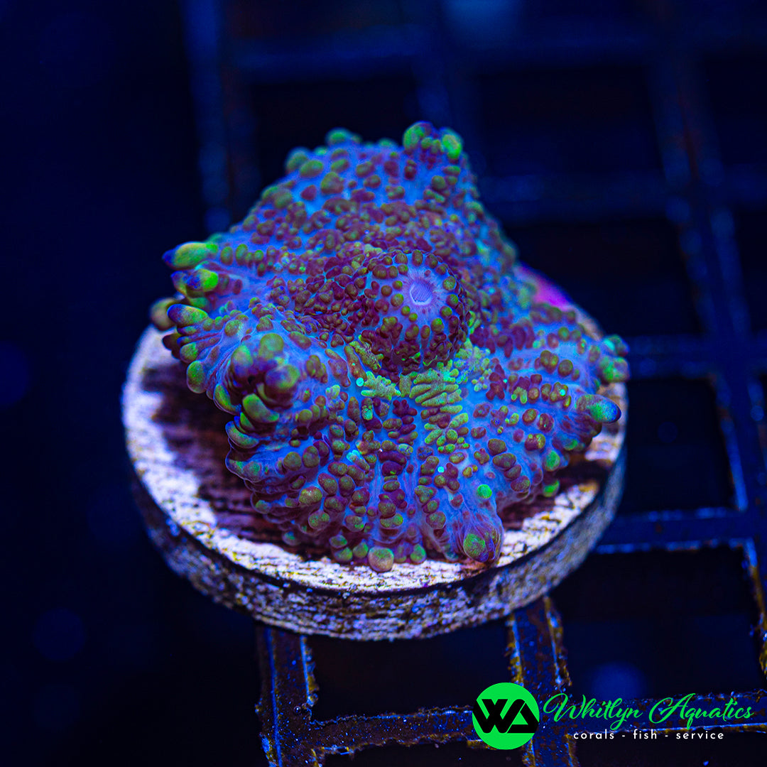 A47 - WA Gobstopper Rhodactis Mushroom - WYSIWYG