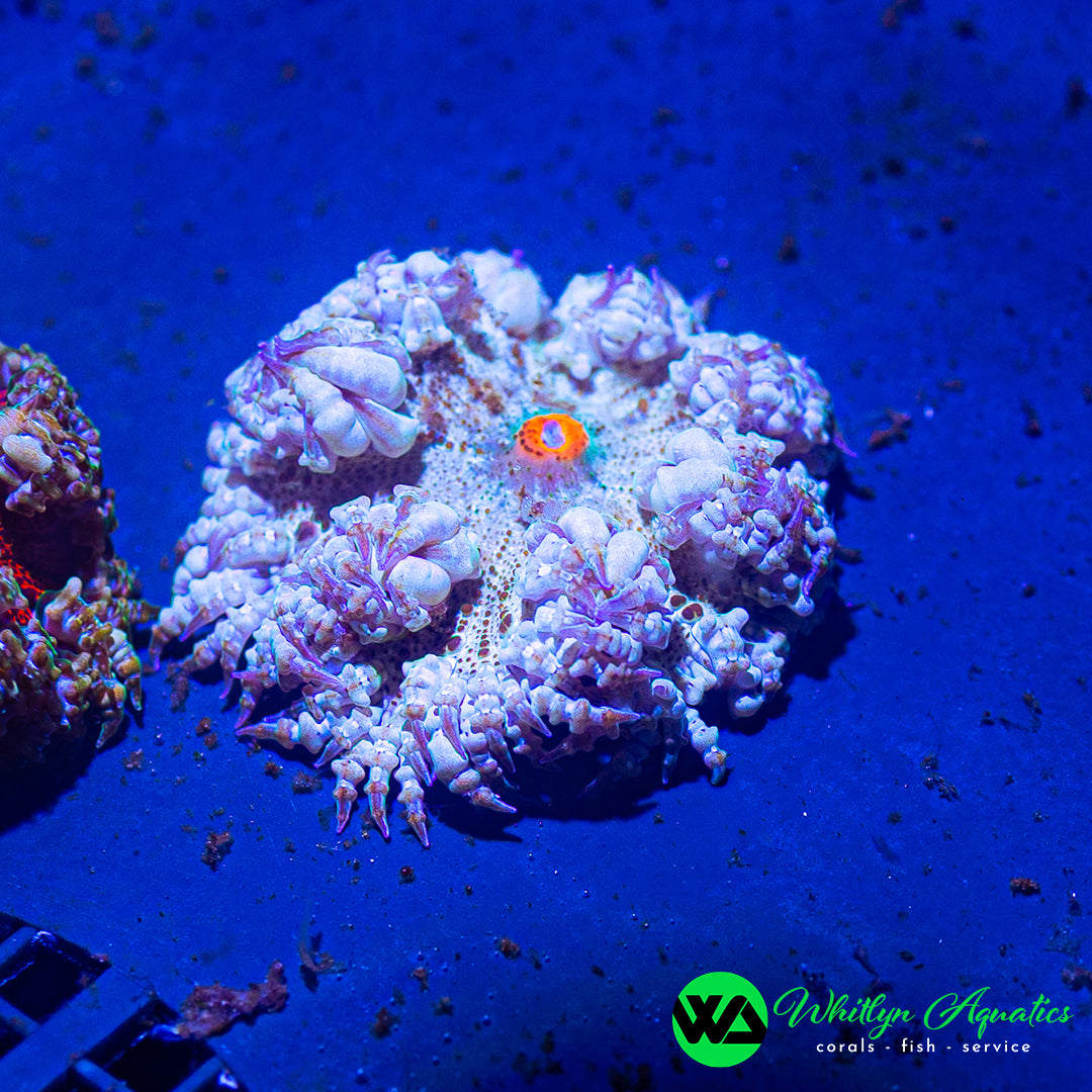 B48 - Albino Rock Flower Anemone - WYSIWYG