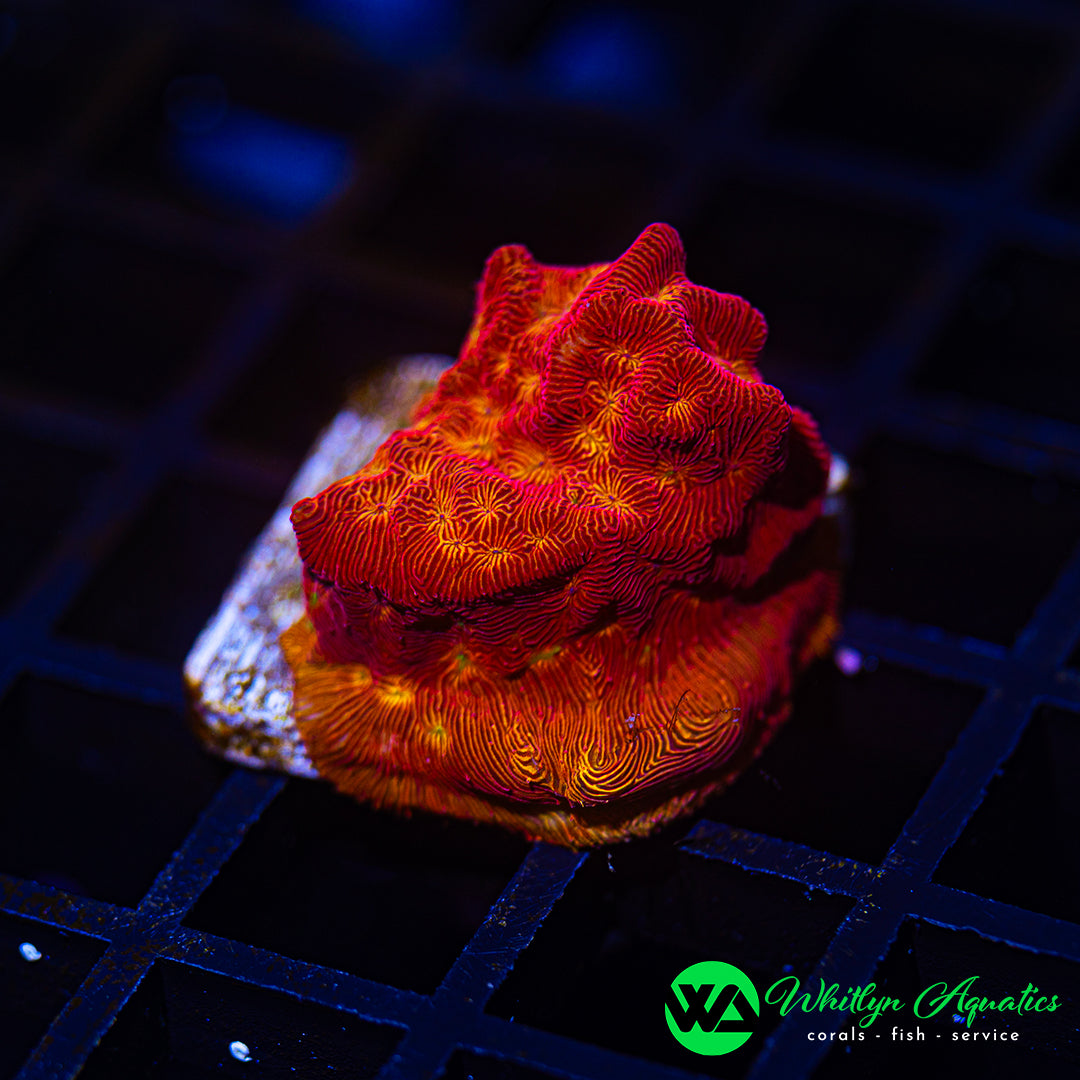 B48 - WA Hot Lava Lepto - WYSIWYG