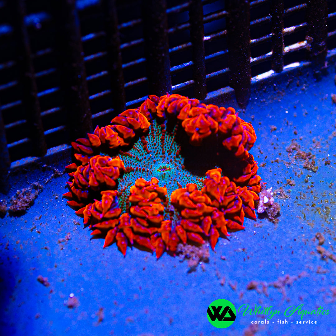 D48 - Rock Flower Anemone - WYSIWYG