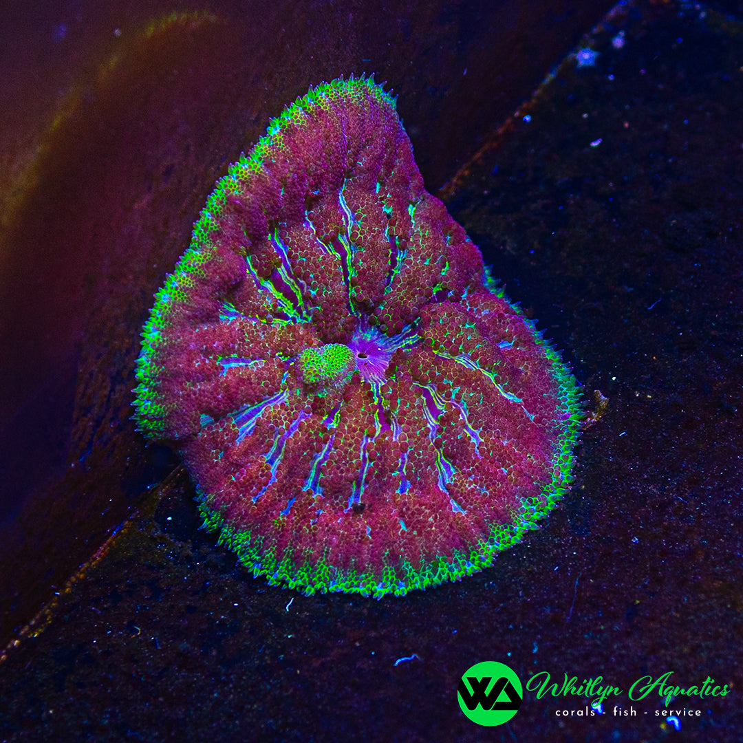 D48 - Max Mini Carpet Anemone - WYSIWYG
