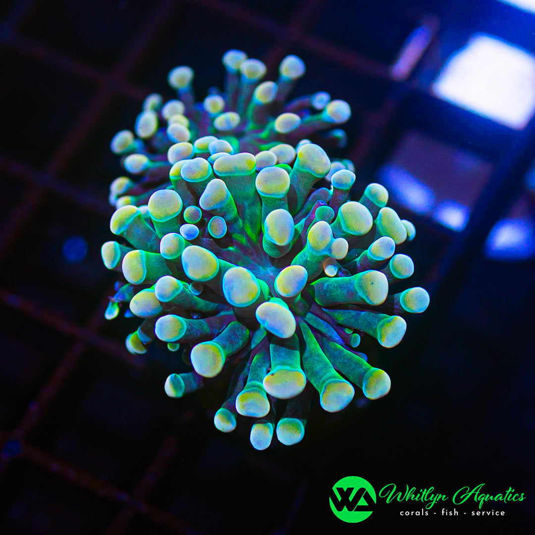 D48 - WA Gold Tip Branching Hammer (2 Heads!) - WYSIWYG