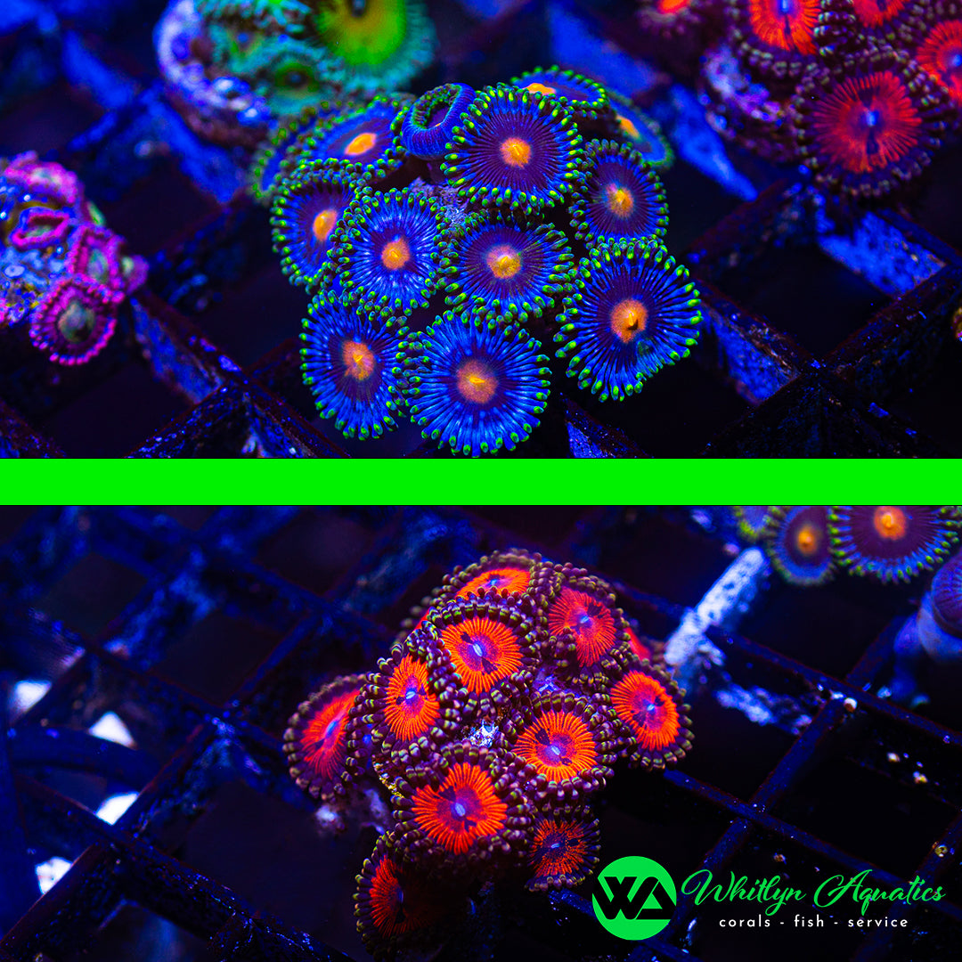 D28 - WA SETS! WA Blowpop Zoa + Bloodsucker Zoa (2 Pieces! 1 Price!) - WYSIWYG