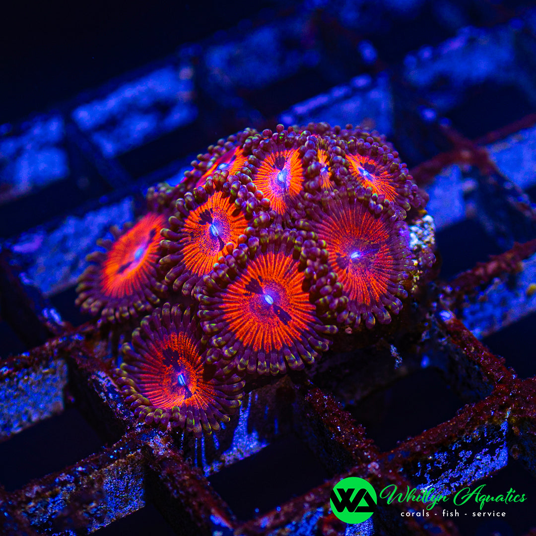 A28 - WA Bloodsucker Zoanthid  - WYSIWYG