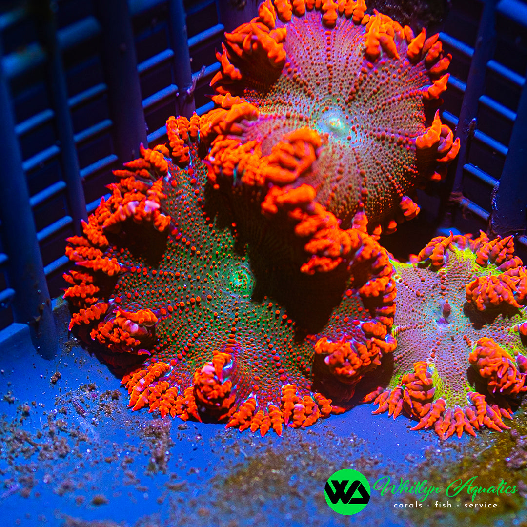 A47 - Rock Flower Anemone - WYSIWYG