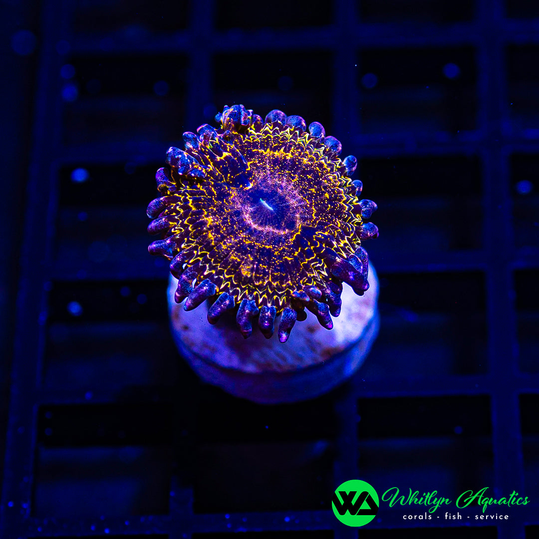 Stratosphere Zoanthid (Aquacultured)