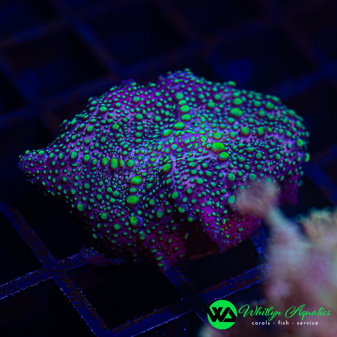 A49 - WA UFO Invasion Discosoma Mushroom - WYSIWYG