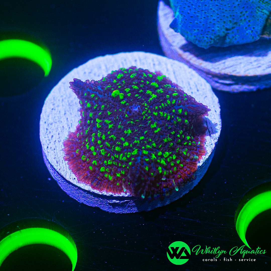 B42 - [NEW RELEASE!] WA Toxic Twilight Mushroom - WYSIWYG