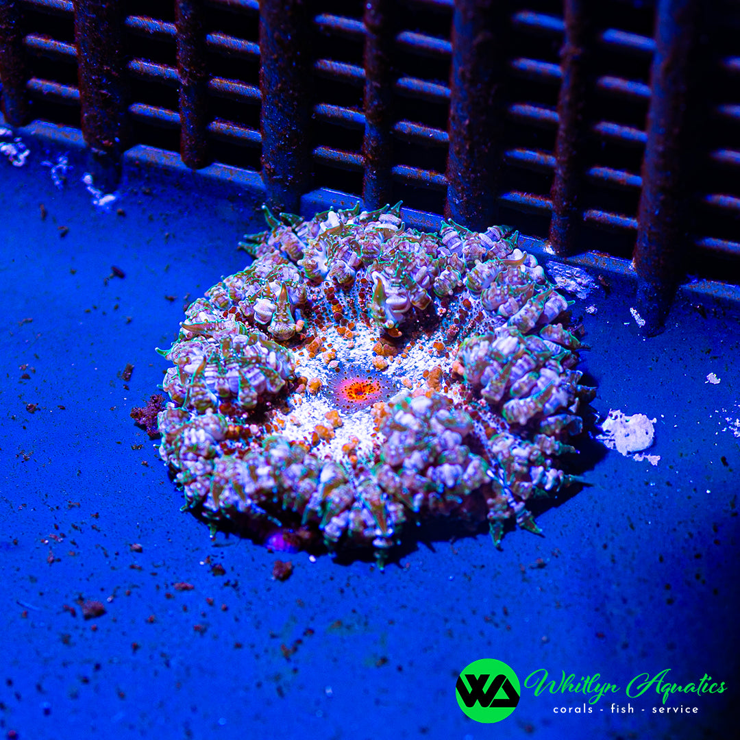 D49 - Rock Flower Anemone - WYSIWYG