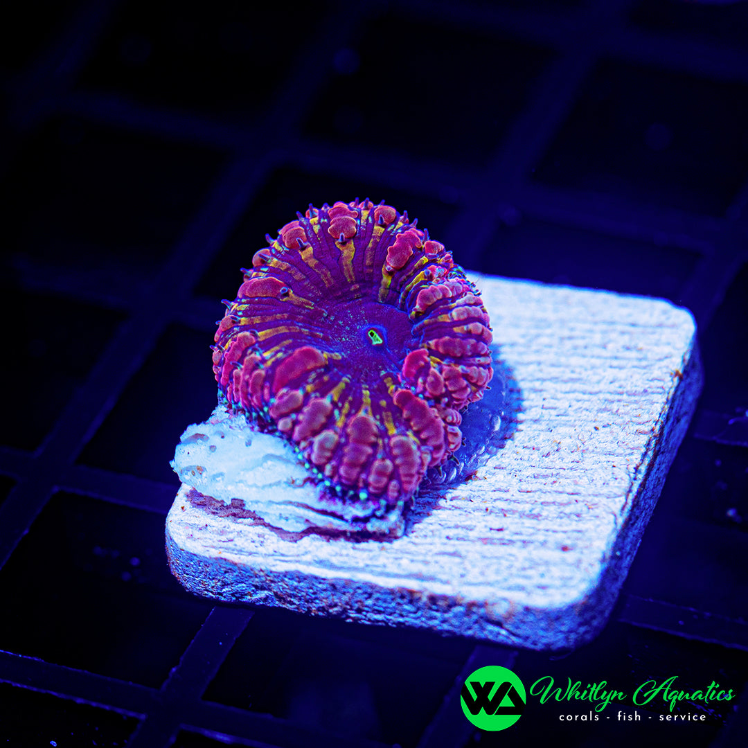 B49 - [NEW RELEASE!] WA Royal Ember Blasto - WYSIWYG
