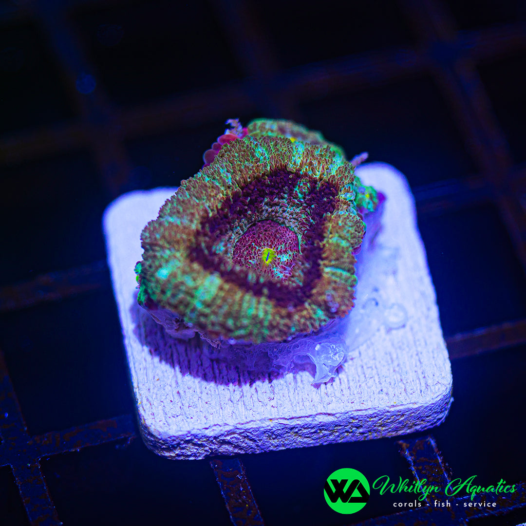 A49 - [NEW RELEASE!] WA Tiger's Blood Asian Acan - WYSIWYG