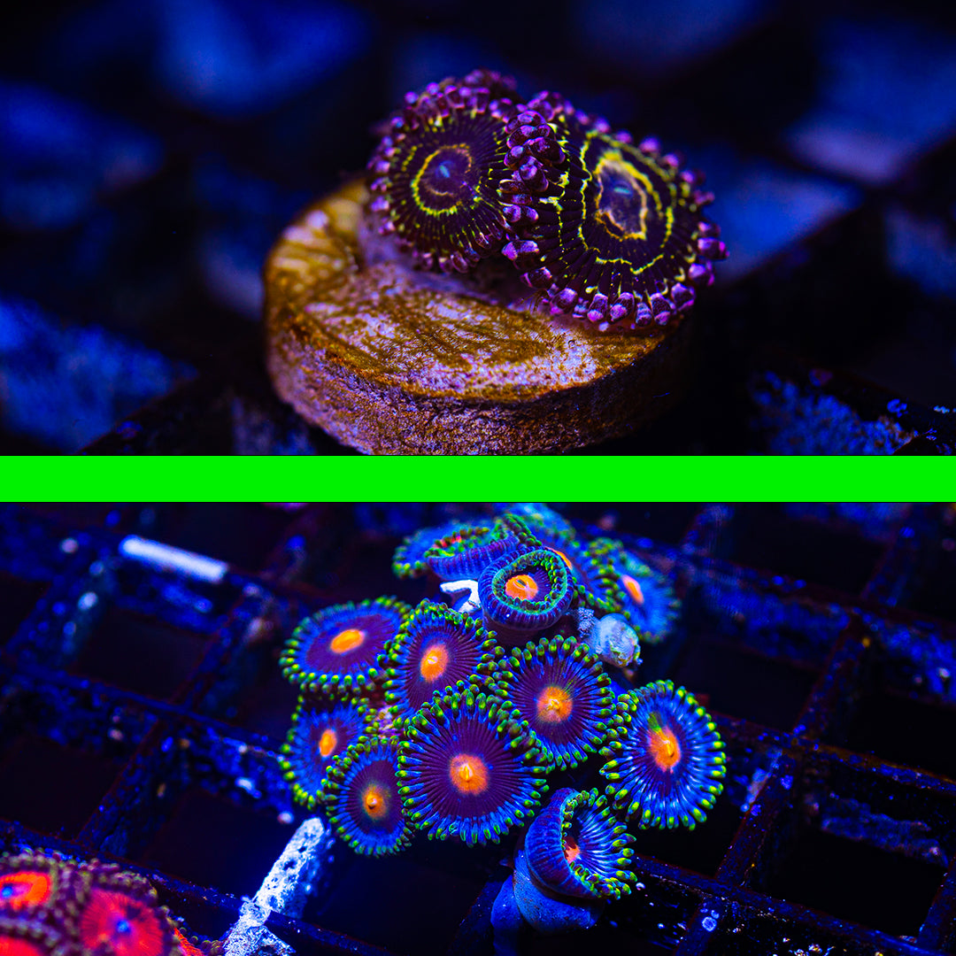 D51 - WA SETS! WA OG Stratosphere Zoa + Blowpop Zoa (2 Pieces! 1 Price!) - WYSIWYG