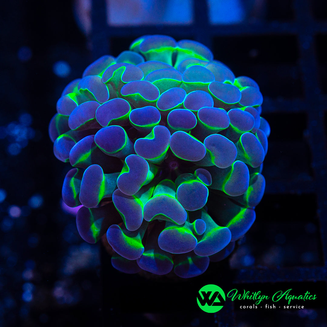 D55 - WA Hologram Hammer - WYSIWYG