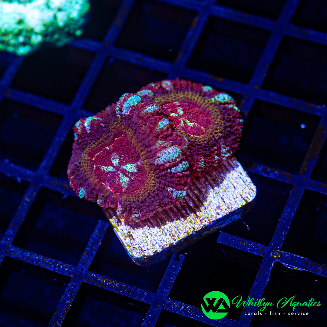 B49 - WA Neon Safari Asian Acan - WYSIWYG
