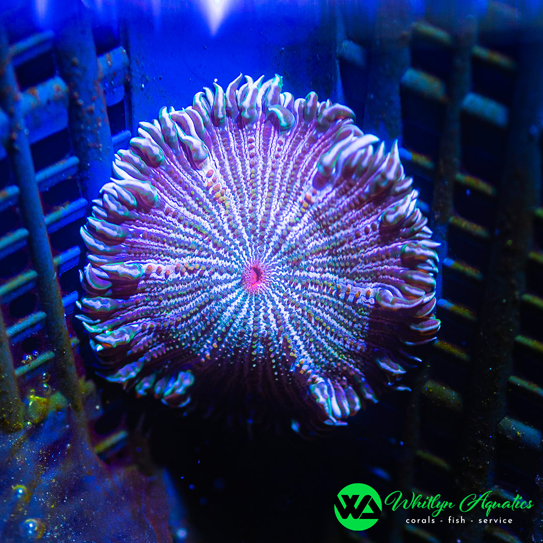 D56 - Albino Zebra Rock Flower Anemone - WYSIWYG
