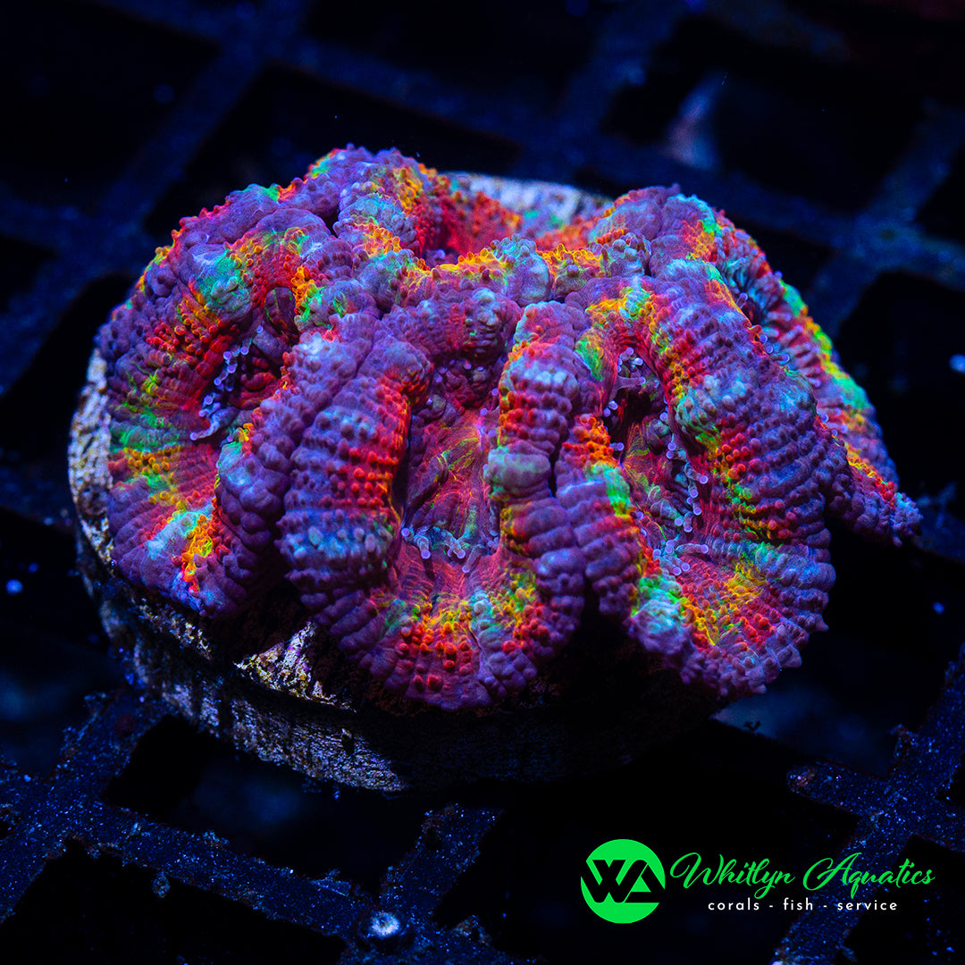 B44 - WA Rainbow Road Acan - WYSIWYG