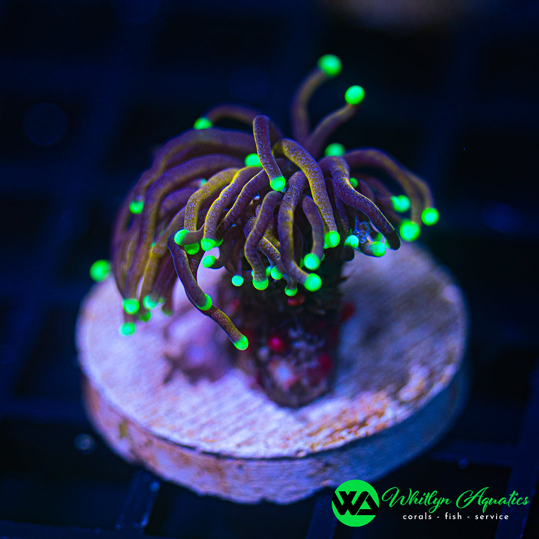 A50 - WA Hellfire Torch - WYSIWYG