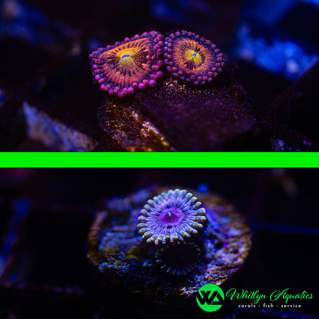 D43 - WA SETS! WA Halle Berry Zoa + Darth Sidious Zoa (2 Pieces! 1 Price!) - WYSIWYG