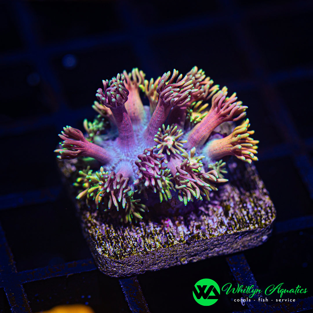 B50 - WA Pink Lemonade Goni  - WYSIWYG