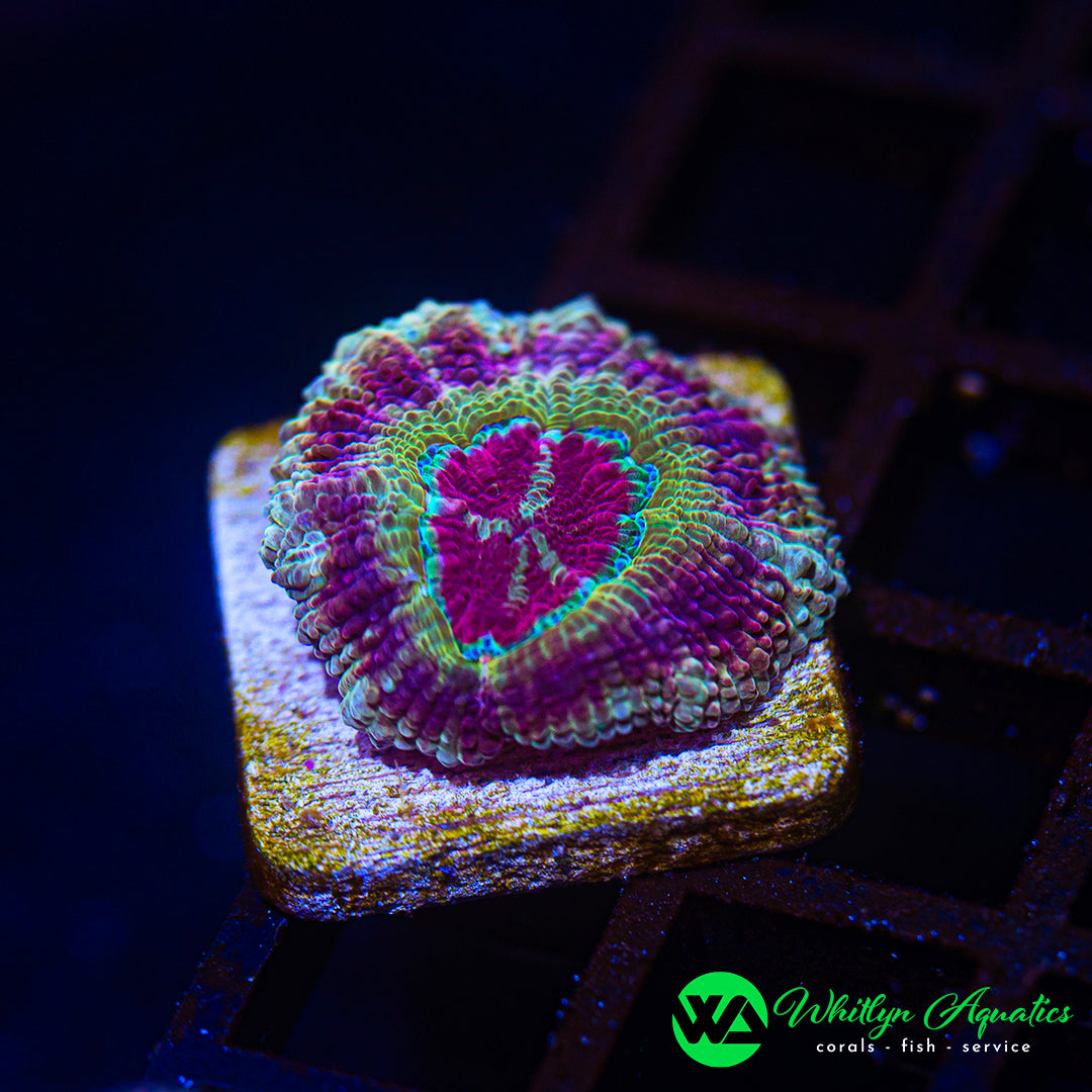 D50 - WA Saturn Sundae Asian Acan - WYSIWYG