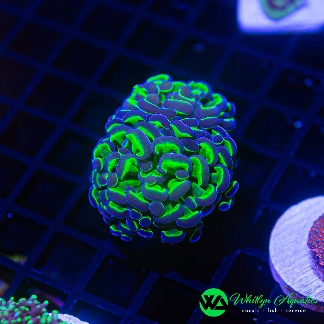D50 - WA Hologram Branching Hammer - WYSIWYG