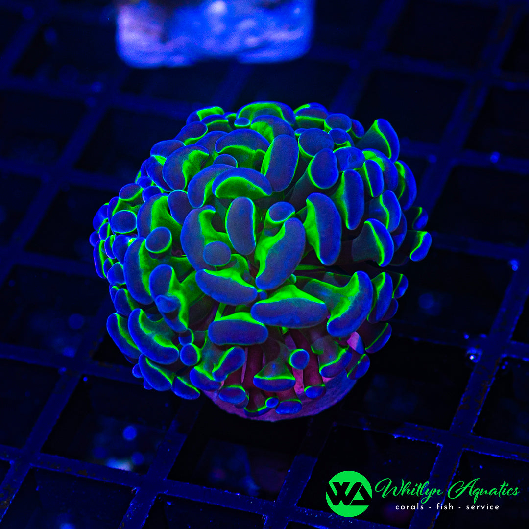 B50 - WA Hologram Branching Hammer - WYSIWYG