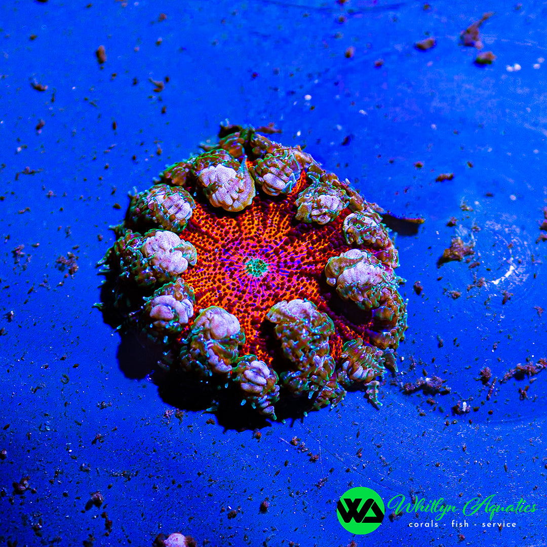 D50 - Rock Flower Anemone - WYSIWYG