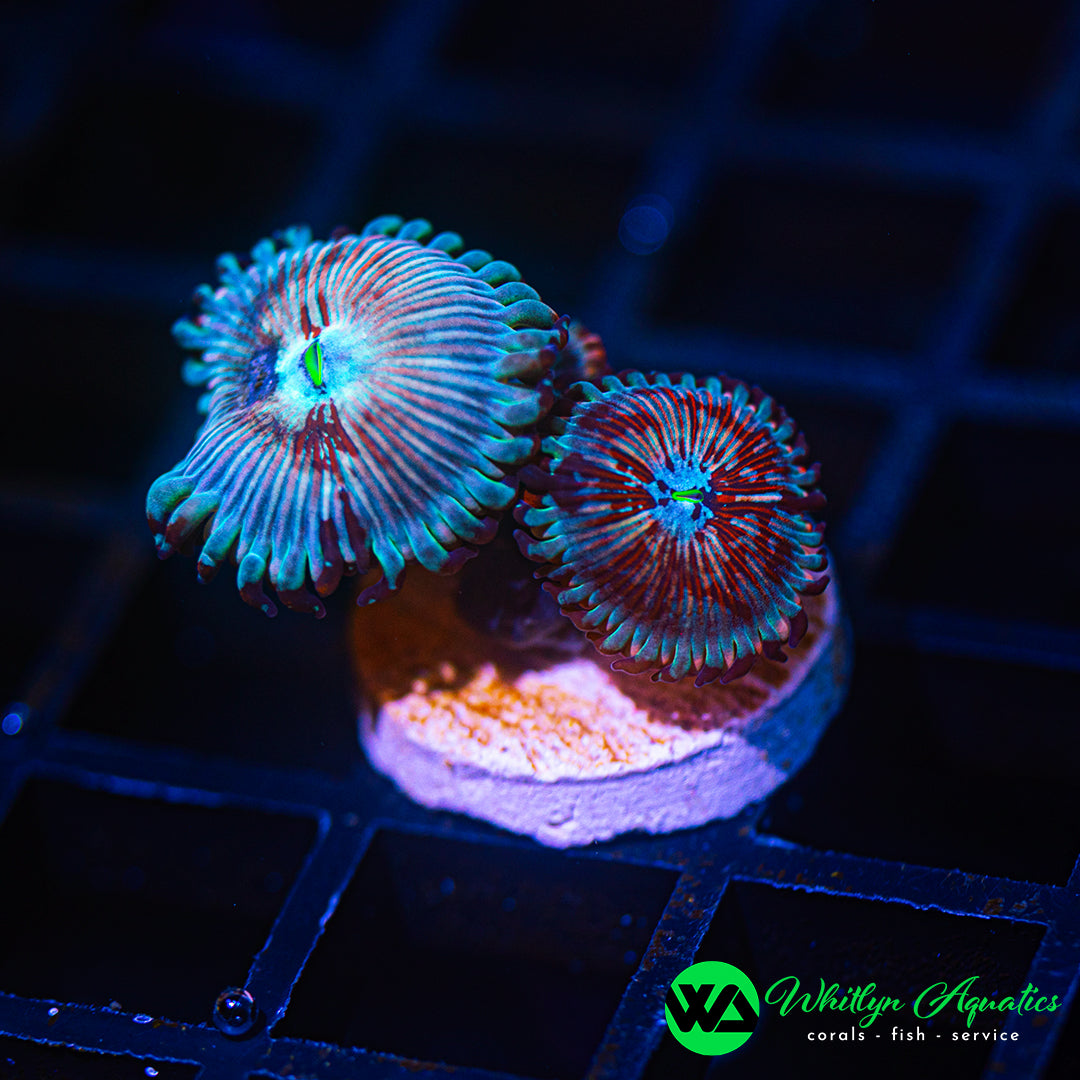 B50 - WA White + Red Zombie Zoanthid  - WYSIWYG