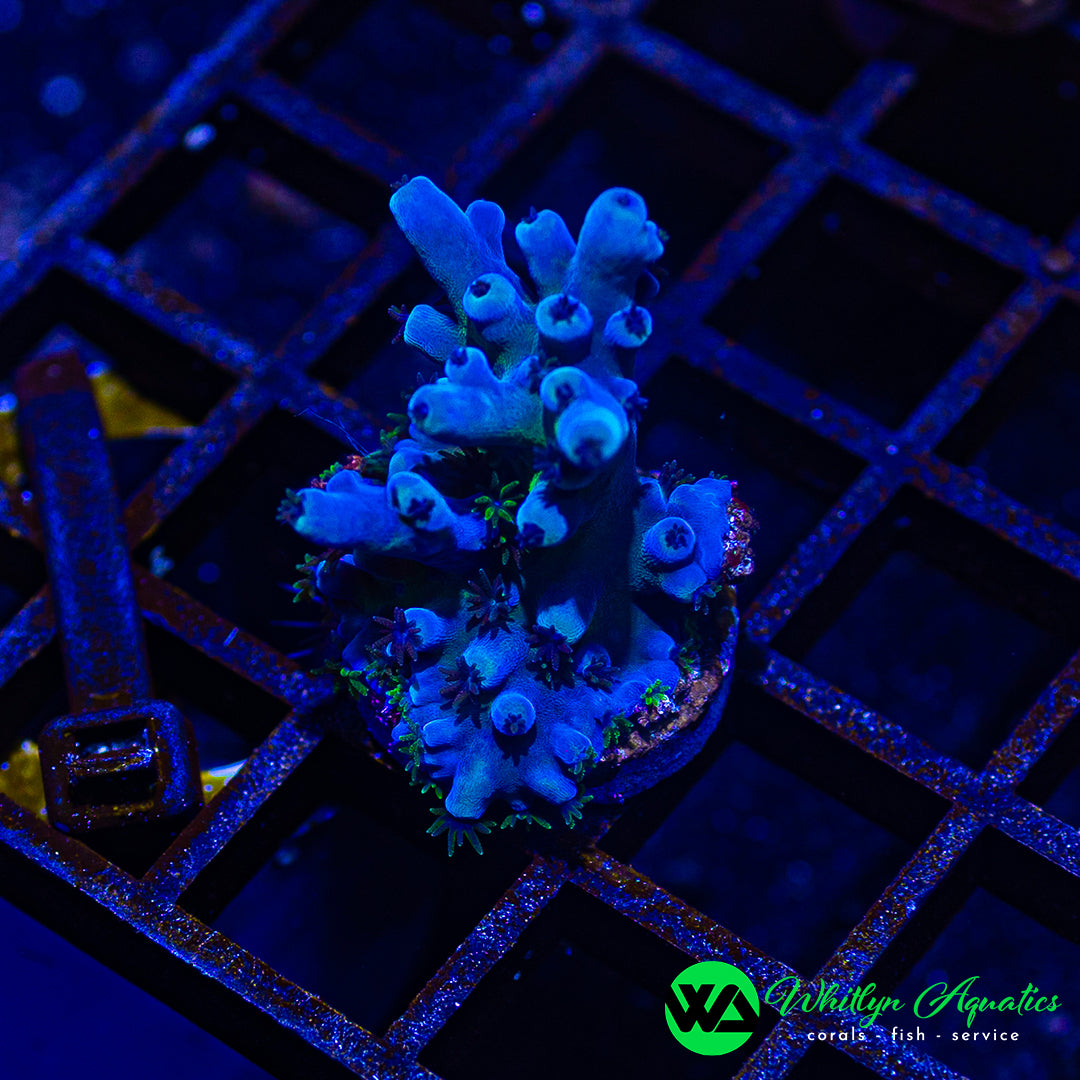 A50 - WA XL Blue Oregon Tort Acro - WYSIWYG
