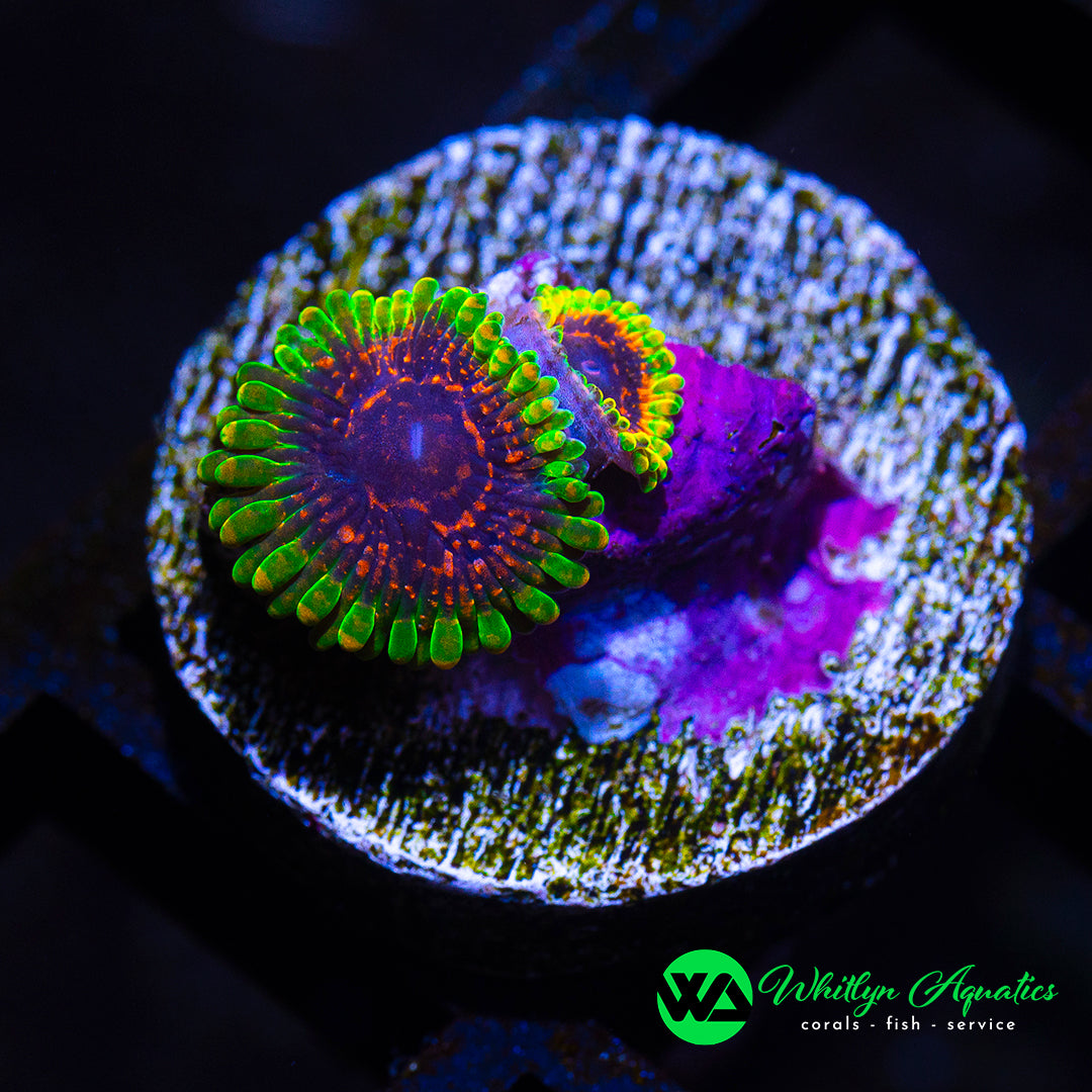 B51 - Predator Zoanthid - WYSIWYG
