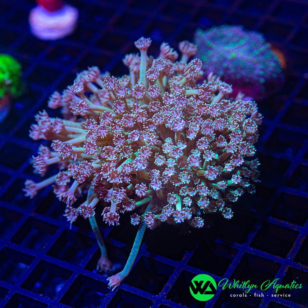 A51 - WA Haunted Mansion Goni COLONY! - WYSIWYG