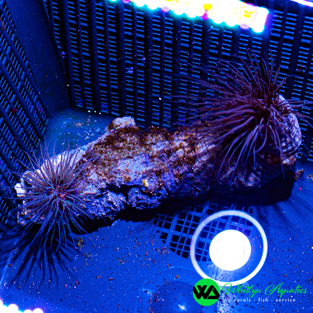 A51 - Double Tube Anemone - WYSIWYG
