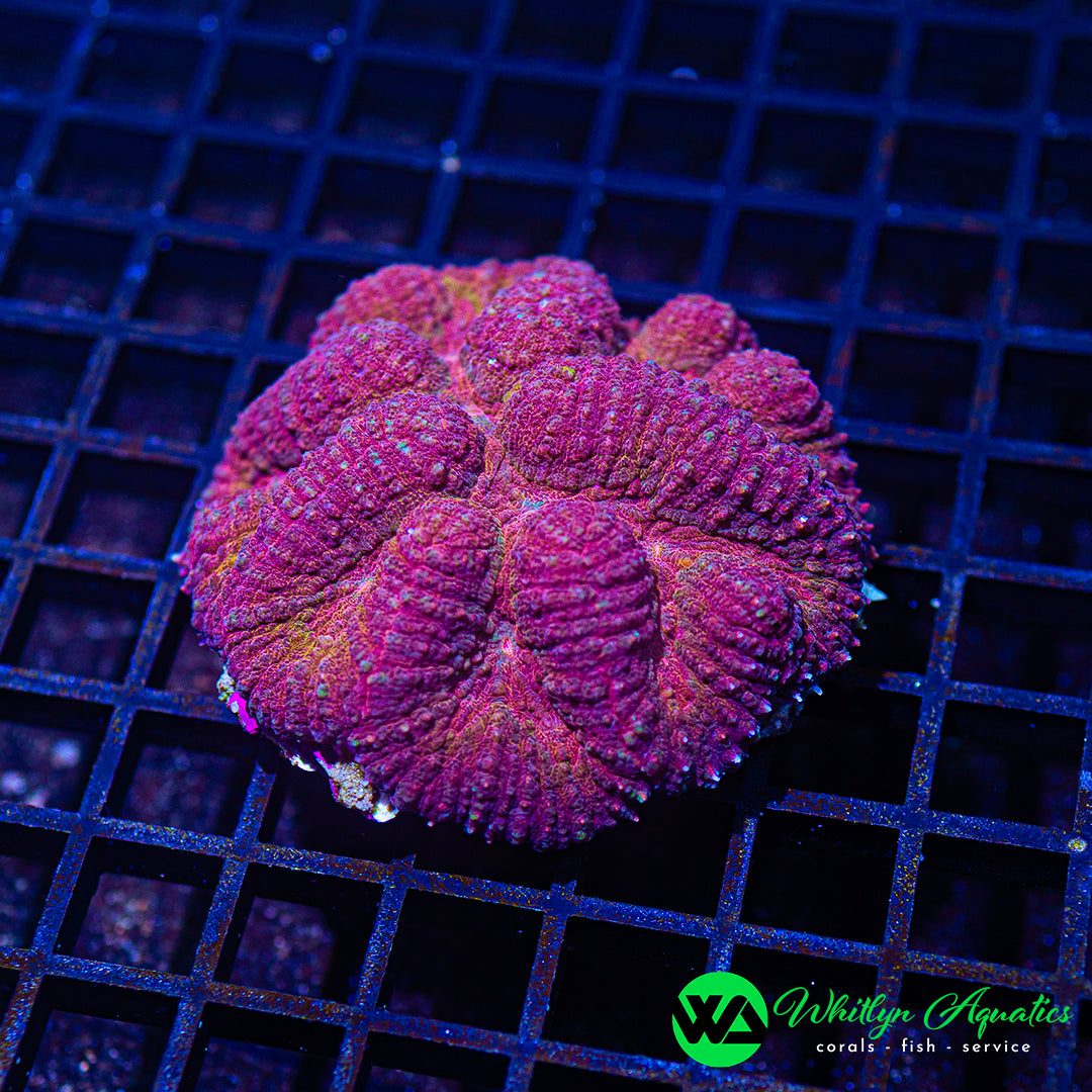 D50 - WA Lava Lamp Symphyllia 3"-4" - WYSIWYG