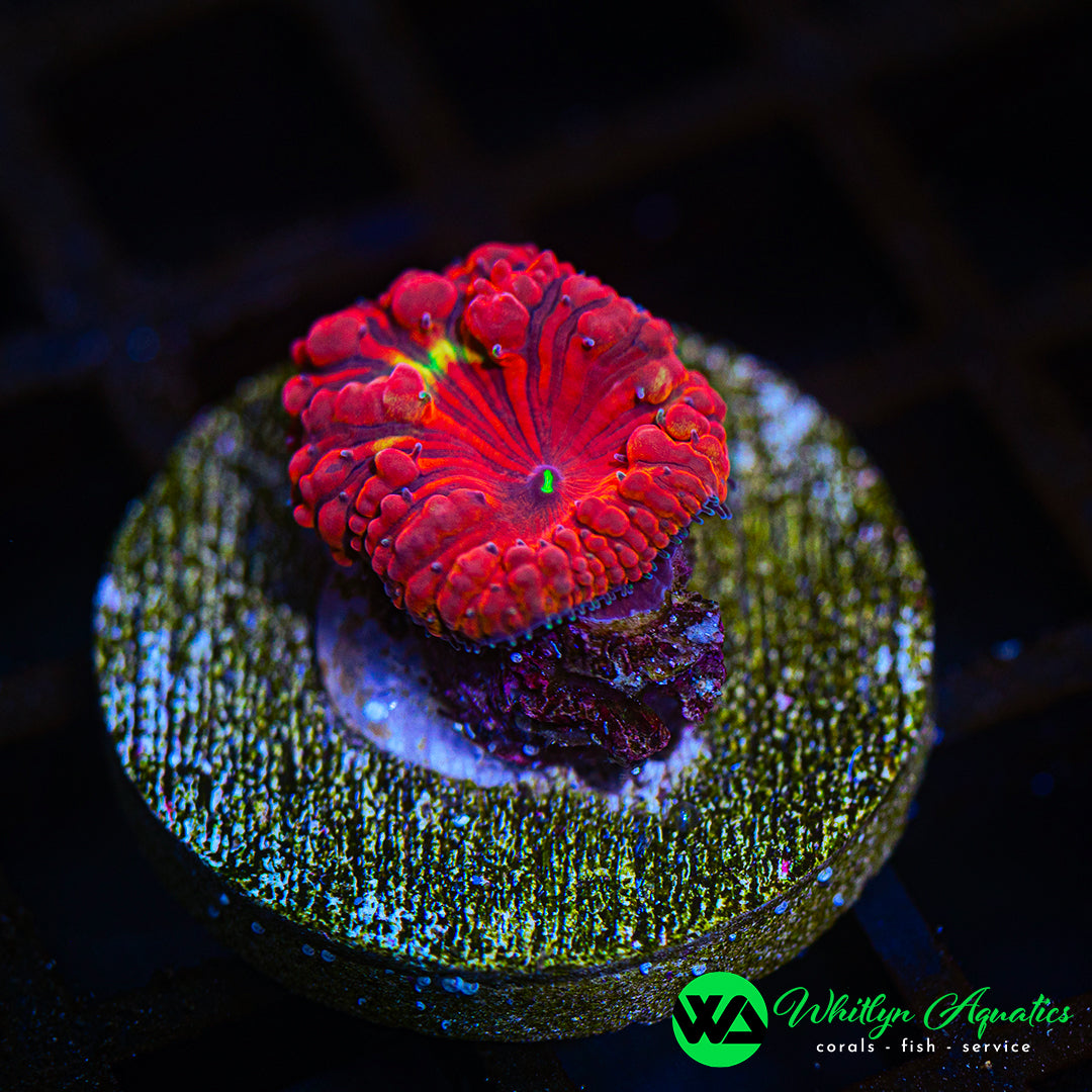 D51 - WA Fusion Core Blasto - WYSIWYG