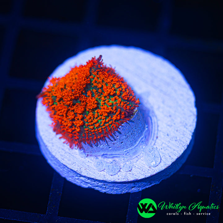 Forest Fire Rhodactis Mushroom