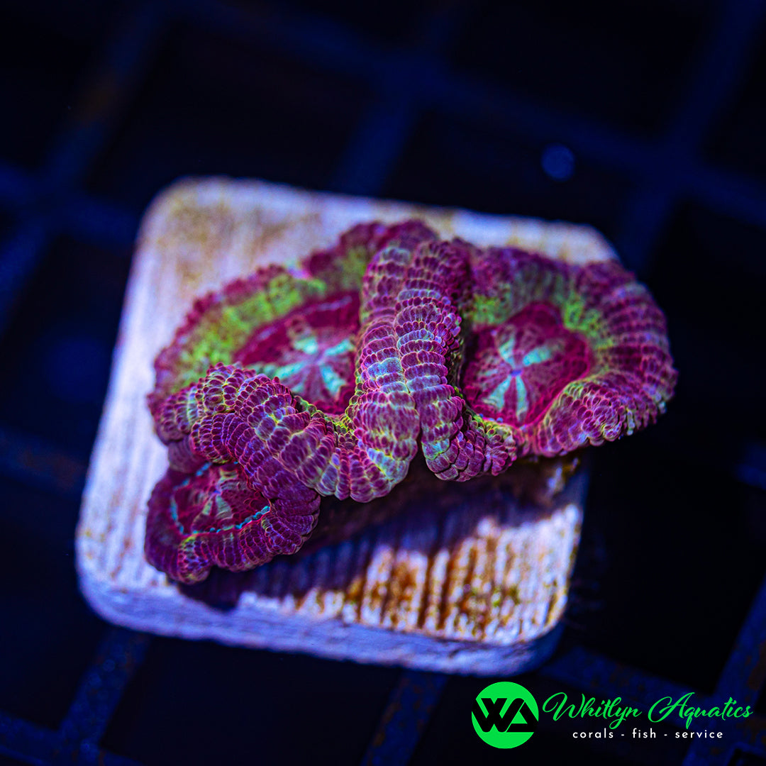 B51 - WA Saturn Sundae Asian Acan - WYSIWYG