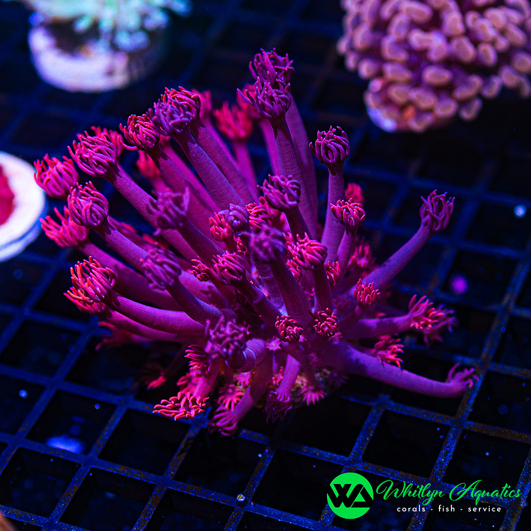 B51 - WA ULTRA Powder Pink Goni - WYSIWYG